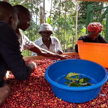 Coffee Gardens Uganda