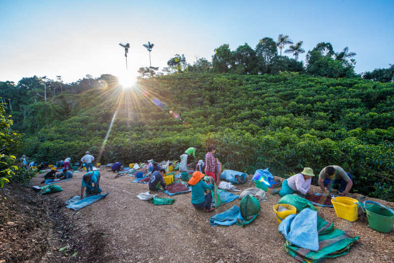 A group of people sorting coffee cherries on blue tarps in front of an area of coffee trees