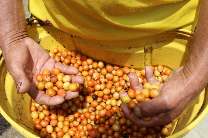 Close up of hands holding orange coffee cherries in a yellow bucket