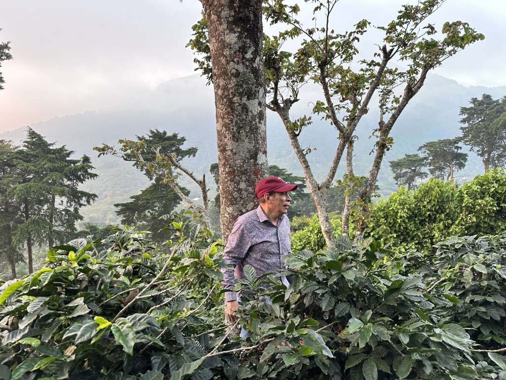 Man standing in front of a tall shade tree surrounded by green coffee shrubs