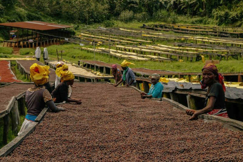 Lala Salama decaf, Rwanda - Image 2
