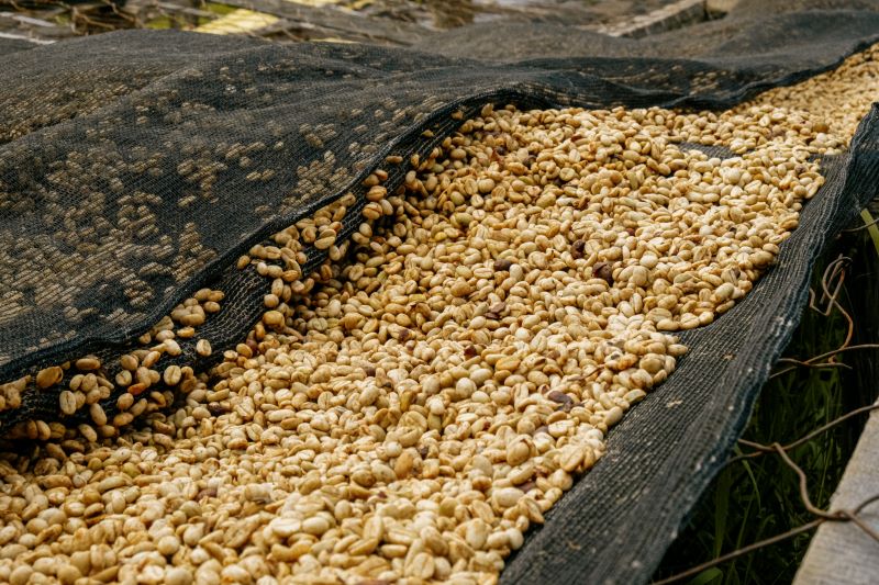 Gitwe, Rwanda (very low stock) – Roasting House