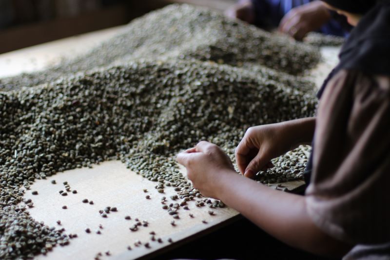 A pair of hands sorting green coffee beans. The rest of the person is not visible