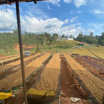 Rows of green coffee drying in the open
