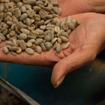 A pair of hands holding out green coffee beans