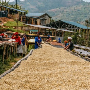 A raised wooden bed covered in green coffee drying. People are standing at the sides sorting the coffee. Wooden huts and hills are in the background.