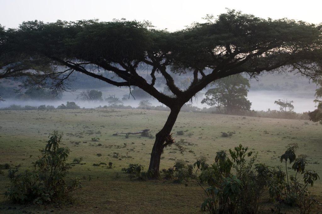 A large tree on a coffee farm at dawn. Mist is in the background.