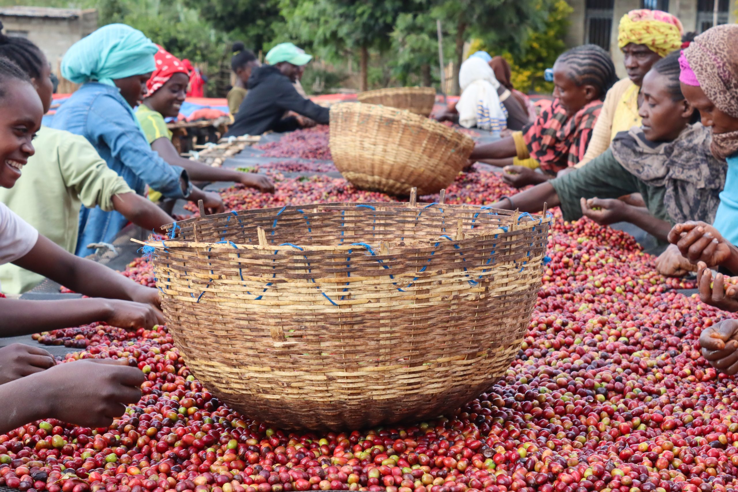 A team of women sorting red coffee cherries with wicker baskets placed on top