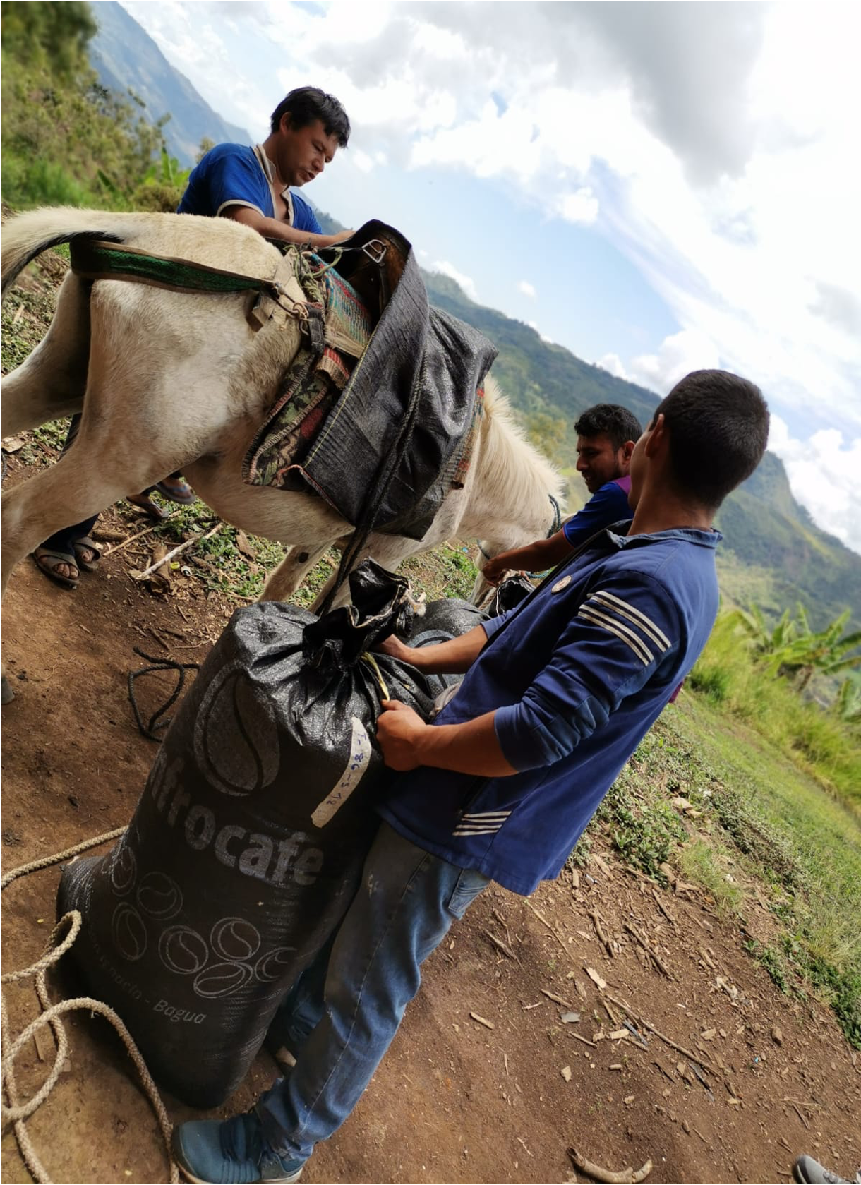 3 men and a donkey, One of the men is holding a black sack of coffee.