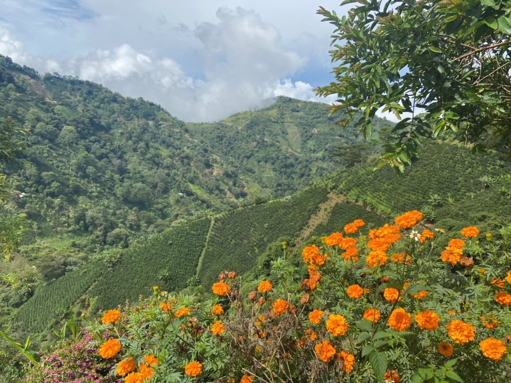 View over mountains with bright orange tagete flowers in the foreground