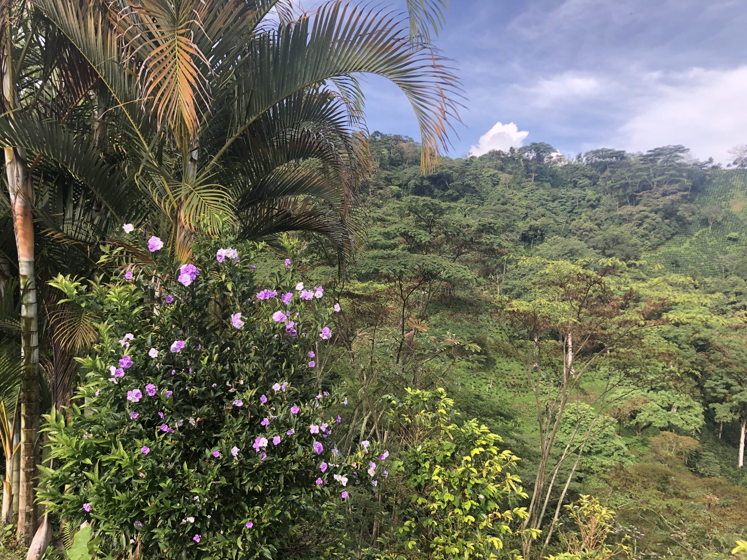 Coffee trees growing beneath a tall palm tree and flowering plants