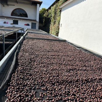Red coffee cherries growing on raised beds in front of a white building