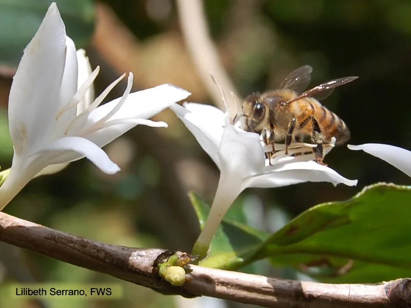 Close up of two white flowers with a honeybee on one of them. The embedded text credits Lilibeth Serrano, FWS