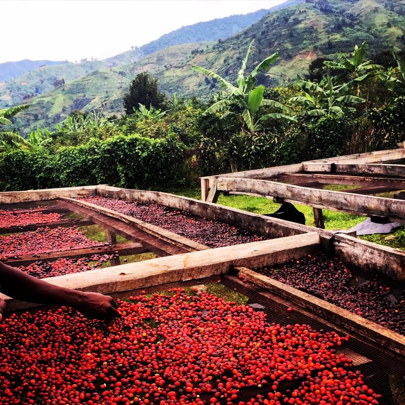 Red coffee cherries drying on raised beds with mountains in the background