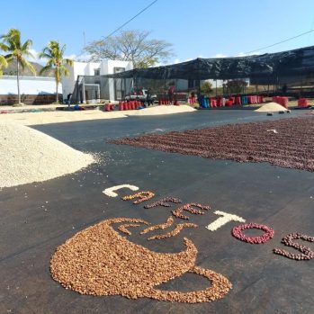 Coffee drying on a black surface. The beans nearest to the camera are shaped like a coffee cup with steam rising from it, and coffee beans above spell out Cafetos.