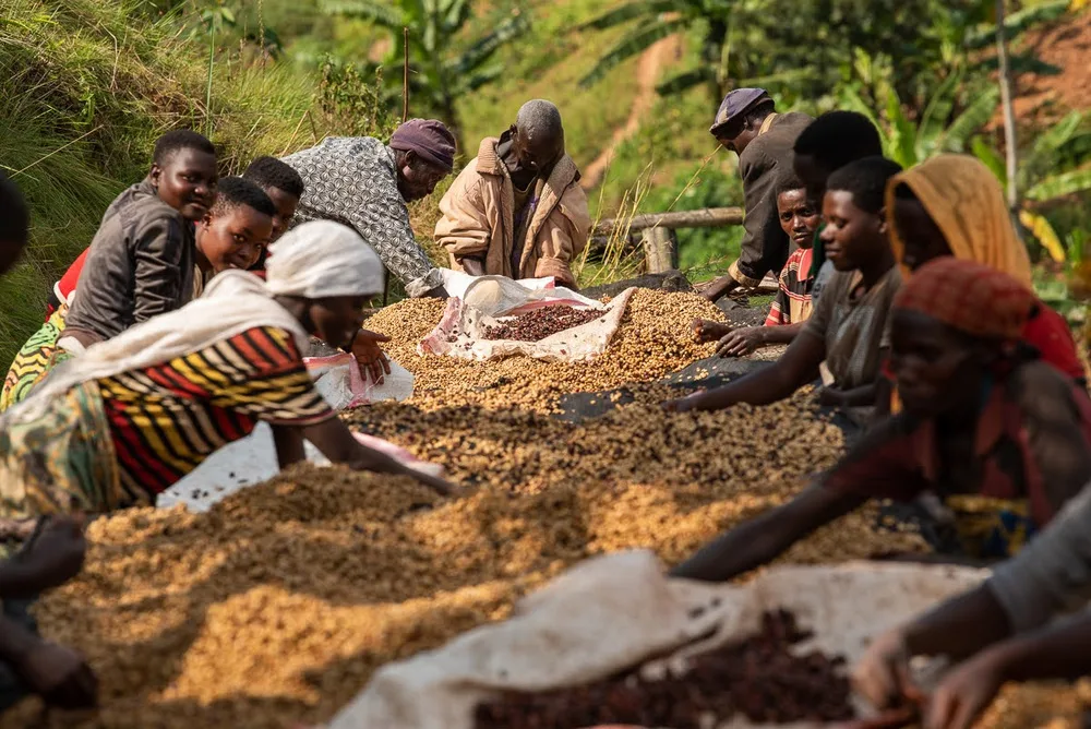 At least 13l workers working at drying beds removing the pulp from the coffee cherries