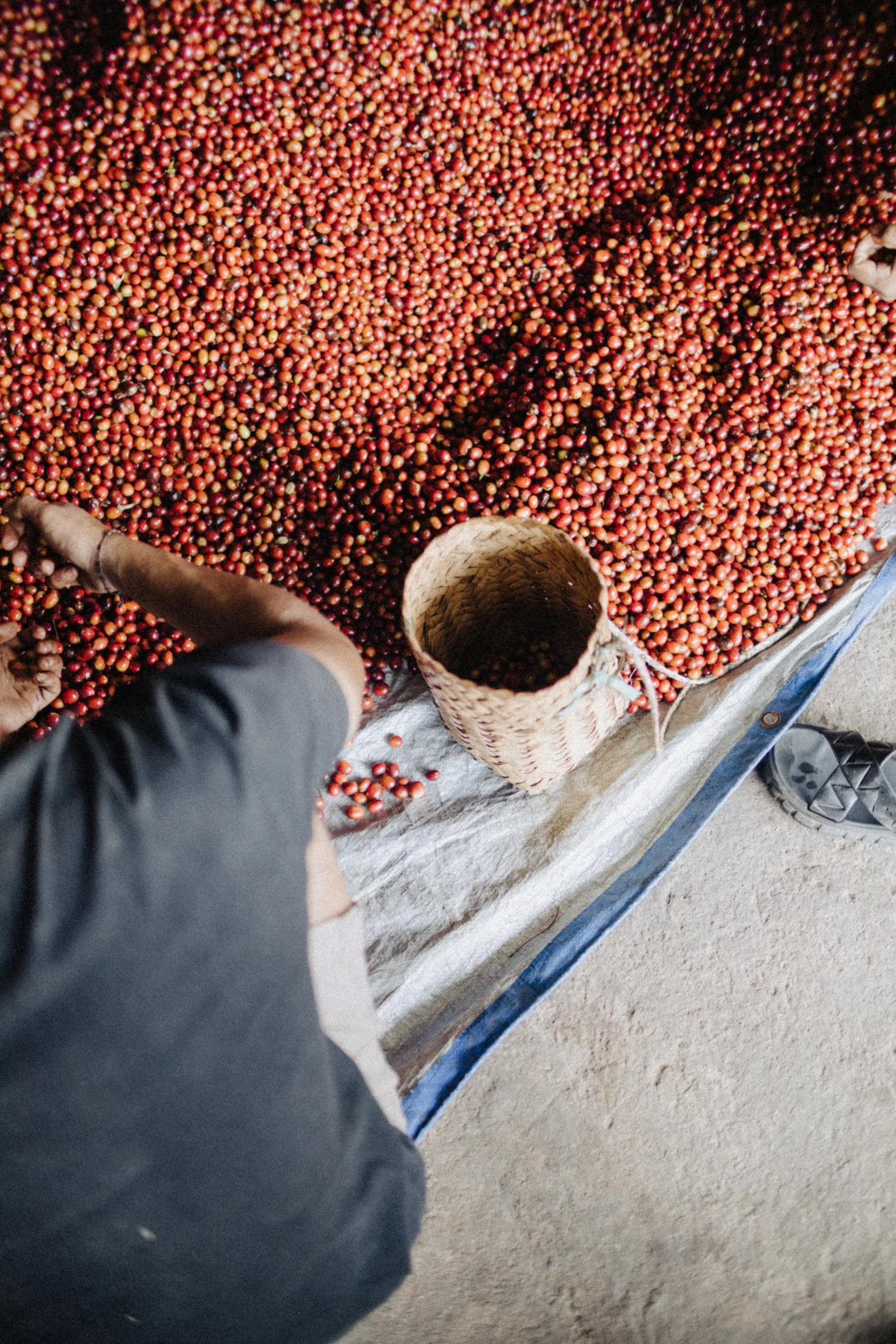 Tuang coffee, Indonesia. A man sorting red coffee cherries