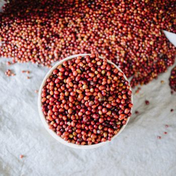 Tuang coffee, Indonesia. Red coffee cherries in a bucket