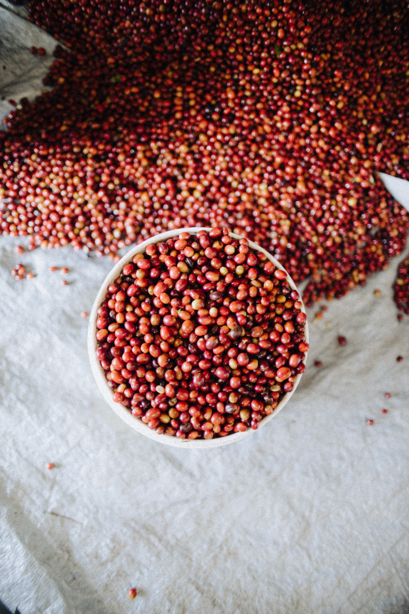 Tuang coffee, Indonesia. Red coffee cherries in a bucket