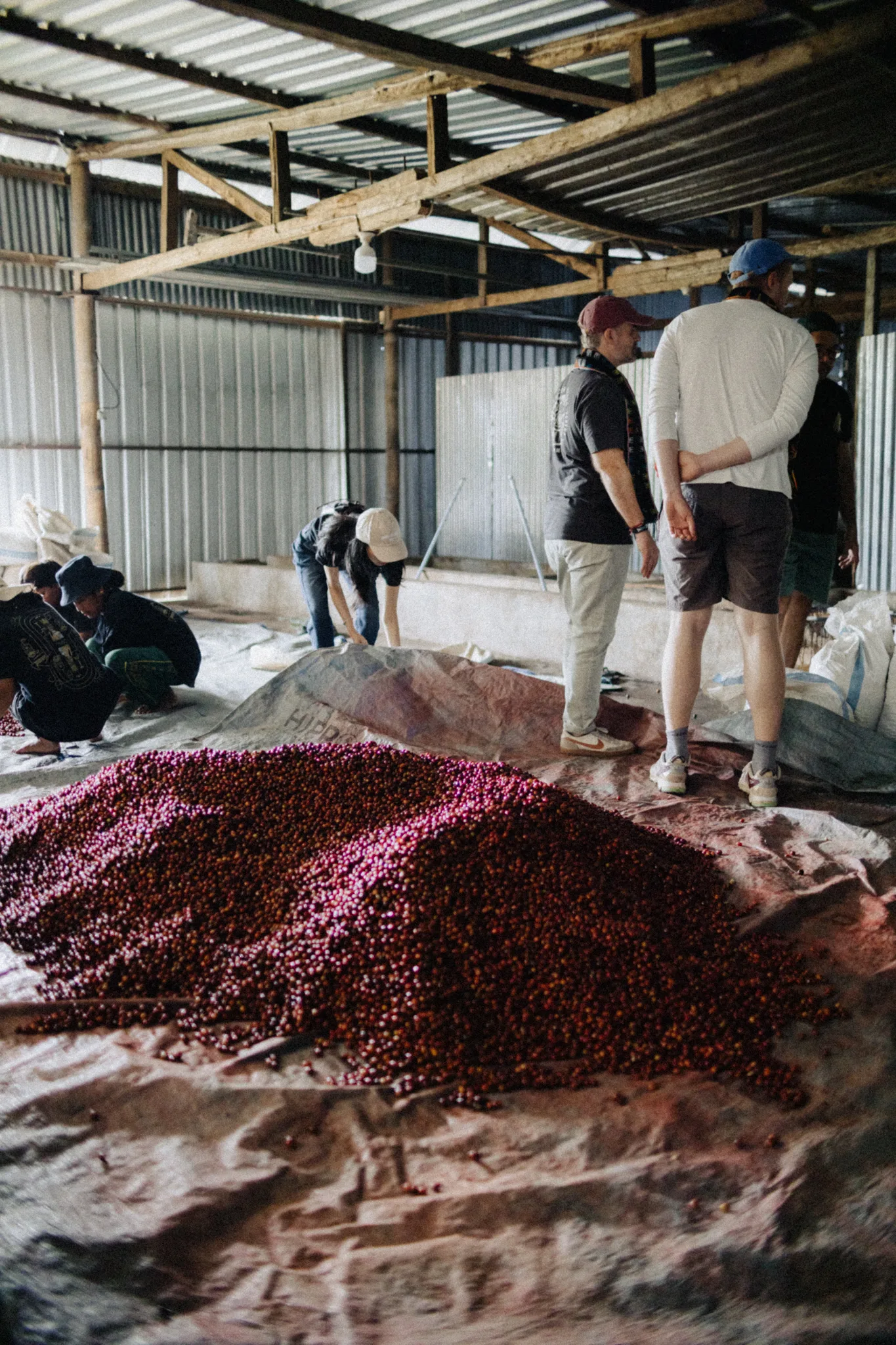 Tuang coffee, Indonesia. Red coffee cherries in a warehouse