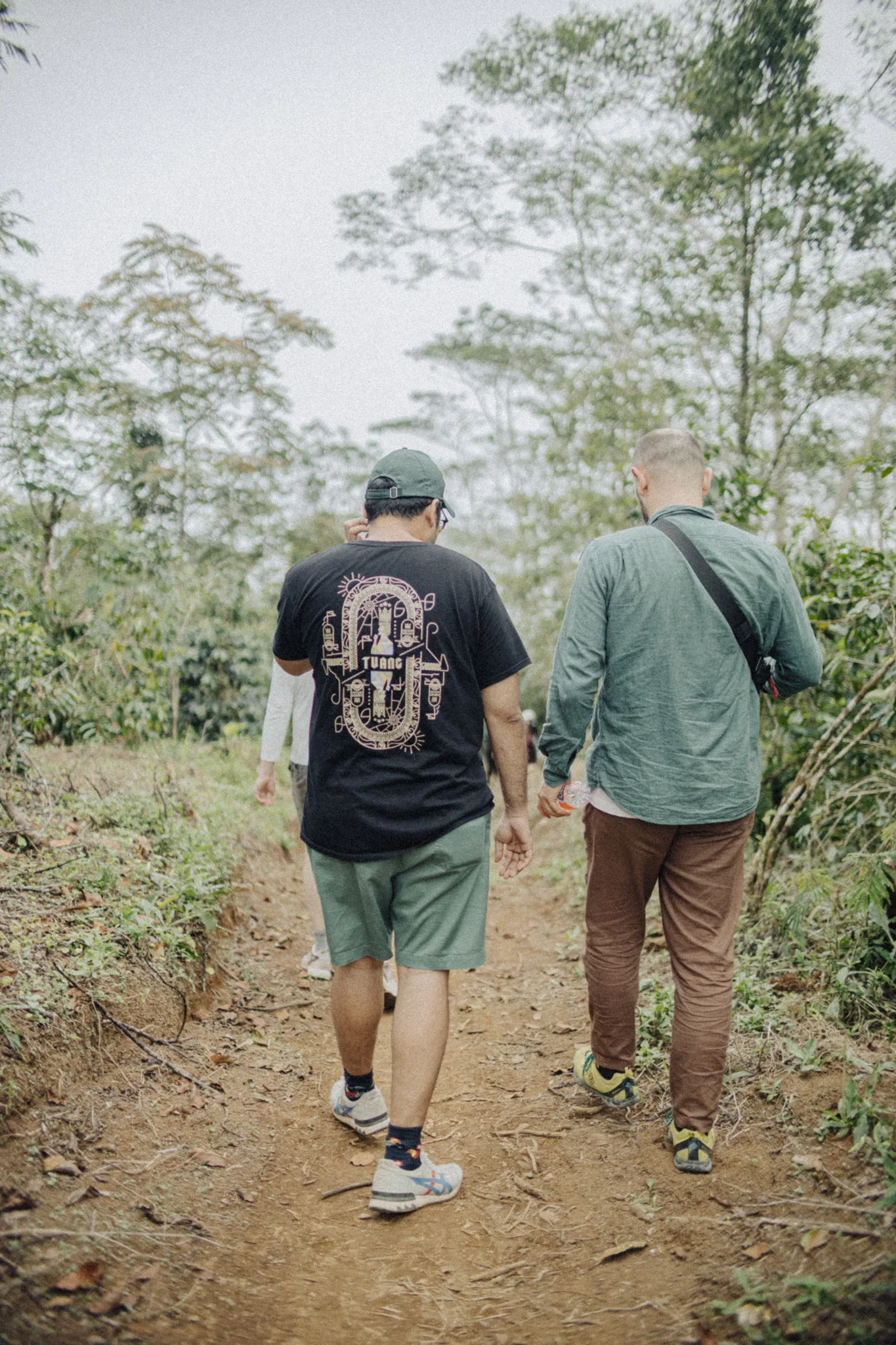 Tuang coffee, Indonesia. Two men walk between plants for inspecting