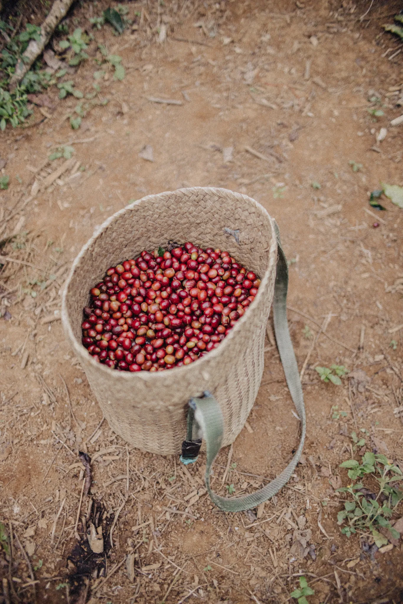 Tuang coffee, Indonesia. Coffee cherries in picking bag